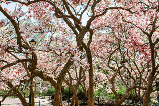 Blooming trees in Central Park in New York City 