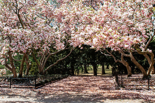 Blooming trees in Central Park in New York City 