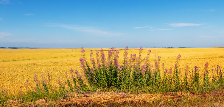 Panoramic view of a golden wheat field under a clear blue sky with blooming fireweed in the foreground