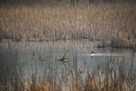 Male Common Merganser swimming on a pond with dry reeds.