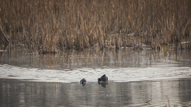Eurasian coot defending its territory on a pond with dry reeds in the background.