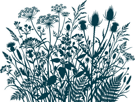Wild meadow plants and grass field silhouettes for natural background landscape design decor.