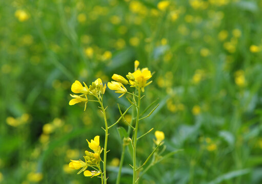 Mustard (Sinapis) grows in a farm field