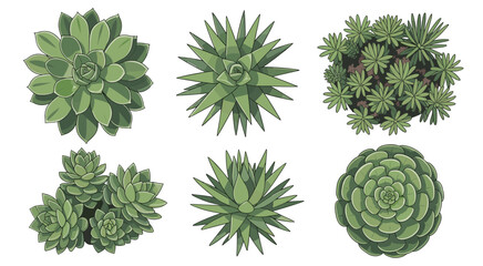 Fototapeta premium Six different green succulent plants viewed from above on a white background isolated