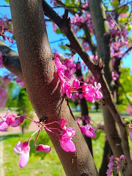 Tree with vibrant pink buds and flowers in the green park tree blossom spring colorful background