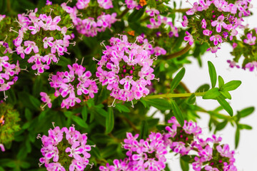 Obraz premium Flowers bloom in a garden with small pink blossoms and green leaves during the day in springtime