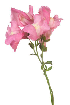 Snapdragon flower isolated