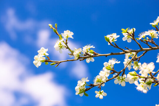 White blossoms on a tree branch against a bright blue sky with white clouds. Spring flowering, nature's beauty, floral sky background.