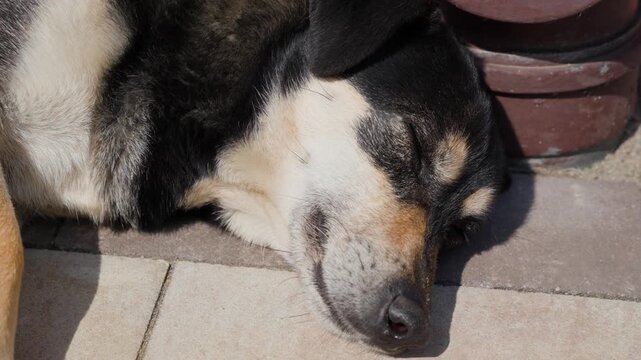 dog sleeping close up in sunlight, pet relaxation concept for animal care and lifestyle content