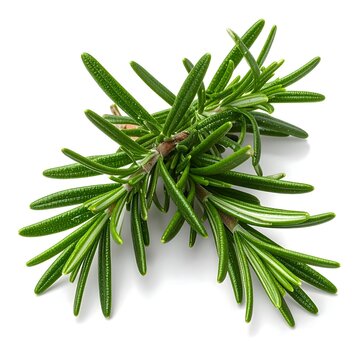 Rosemary (Rosmarinus officinalis) stimulant