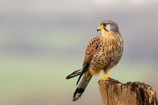 Kestrel, Scientific name: Falco Tinnunculus.  Close up of a male Kestrel in Winter, perched on an old farm gate post and facing left.  Horizontal.  Copy space