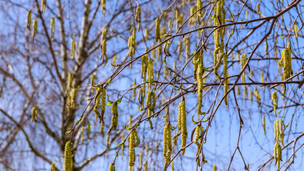 Obraz premium Spring season brings new life with blossoming tree branches and green catkins under a clear blue sky