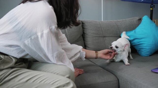 Close-up footage of amazing pet sitting near girl, looking at screen. Smiling glad young woman wearing business clothes chatting. Indoors. Weekend. Chihuahua. Breed of dog.