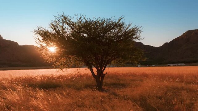 Lone tree stands in golden grass field during sunset with warm light filtering through branches. Rocky mountains rise in background under clear blue sky in scenic landscape.