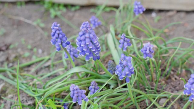 purple spring flowers close up for nature background with blooming garden plants and fresh seasonal detail