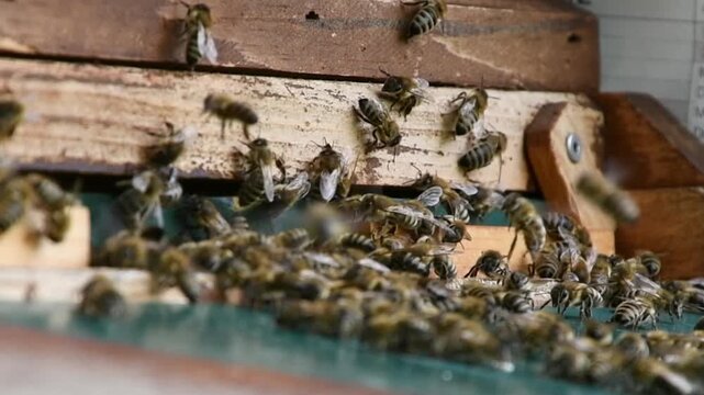 Rare Queen Bee Appears at Busy Beehive Entrance Close Up, Beekeeping concept