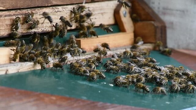 Honey bees flying around beehive entrance close up in apiary, Beekeeping concept