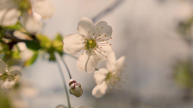 blooming spring flowers branch close up for nature background with white blossoms and soft light bokeh
