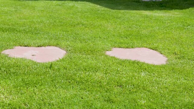 lawn grass patches repair concept top view for landscaping background with damaged turf and green yard surface