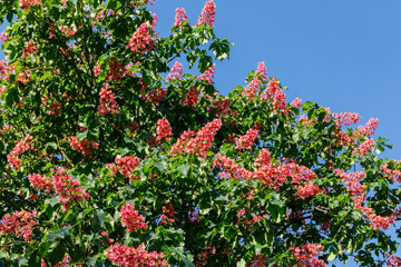 Naklejka premium Bright pink flowers bloom on a tree against a clear blue sky during a sunny day in the spring season
