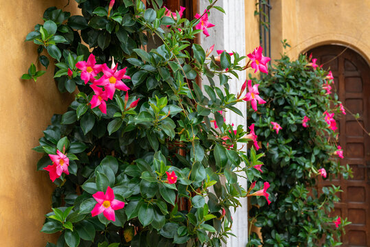 Pink Mandevilla, Rocktrumpet Flowers in a Pot on the Street 