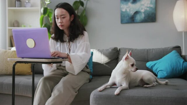 Wonderful dog lying on sofa and looking away. Sweet young woman sitting at purple laptop, writing article. Freelance concept. Popular toy breed. Puppy hood.