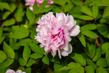 Blooming tree peony (Paeonia suffruticosa) with large pink flowers in traditional Chinese garden architecture background © Fleuronica