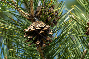 Macro of an open pine cone on a branch with green needles. Detailed shot of pinus tree in a coniferous forest. Natural evergreen plant texture. Forestry and wild nature background. © Kamil
