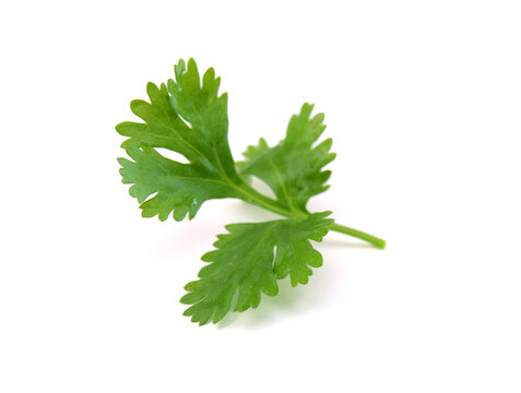 Coriander cilantro leaves isolated on white 