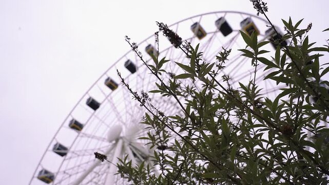 Gro&szlig;es Riesenrad in Totalen mit Fokuswechsel zwischen Baum und Fahrgesch&auml;ft im Sommer