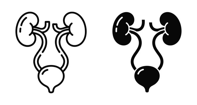 Human urinary system icon set featuring kidneys ureters and bladder in outline and solid black silhouette styles for medical design