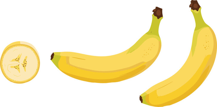 Fresh ripe yellow banana set with two whole fruits and round sliced piece isolated on white background vector
