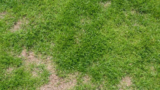 patchy lawn grass texture top view for landscaping background with damaged turf and uneven green surface