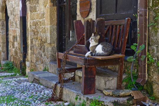 Cat on a charming ancient street banch with a big iron chain in old town of Rhode City, Greece