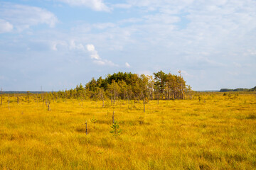 Fototapeta premium Ecological trail through a golden swamp with a cluster of pine trees. Wetland landscape under a blue sky. Concept of environmental preservation, hiking, and nature tourism in wilderness.