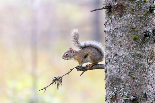 Side view of American red squirrel Tamiasciurus hudsonicus with warm pastel bokeh background