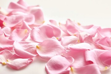 Obraz premium Fresh Pink Rose Petals Scattered on a Smooth Surface in a Warm Light Setting