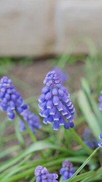 purple grape hyacinth flowers close up in garden with green grass background, spring nature context