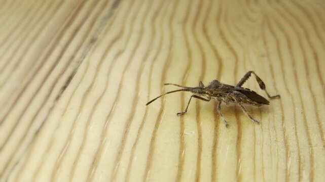 Leaf-footed bug on wood grain