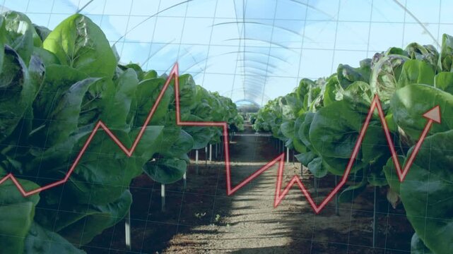 Greenhouse lettuce rows expanding, grid overlay appearing and red line chart rising for agriculture