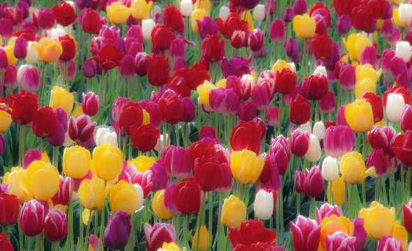 Vibrant tulip field showcasing diverse blooming colors