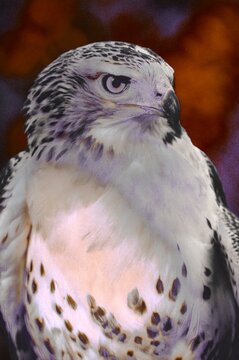 Closeup of majestic red-tailed hawk in wildlife refuge