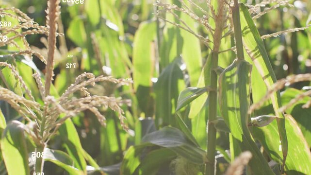 Pullback revealing maize stalks swaying, focus shifting, overlays animating, showing crop data