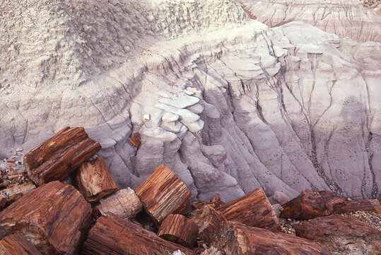 Film photo of petrified trees in Arizona badlands