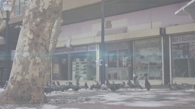 Single pigeon fluttering, flock taking flights settling on pavement near tree-pole for urban study