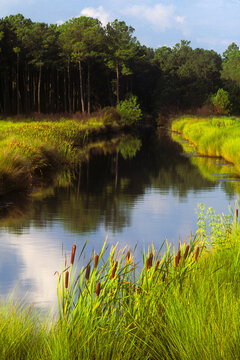 Film photo of Ashepoo River tributary marsh morning