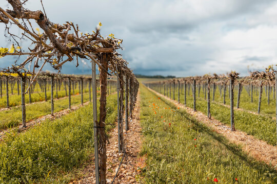 Vineyard row on farmland under storm clouds with irrigation