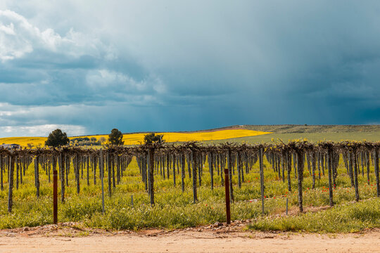 Vineyard rows on farmland under stormy sky and rain