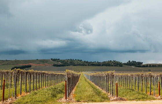 Irrigated vineyard rows on farmland under stormy sky