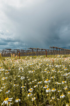 Wildflower cover crop in vineyard farmland before storm